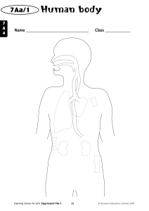 Human Body Worksheet - Exploring Science