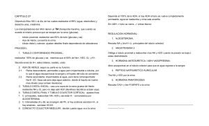 Fisiolog&iacute;a Renal: Filtraci&oacute;n y Regulaci&oacute;n