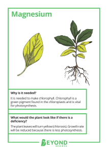 Plant Nutrient Deficiencies: Magnesium, Nitrates, Phosphates, Potassium