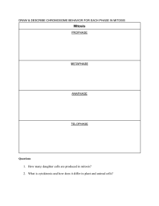 Mitosis Worksheet: Draw & Describe Chromosome Phases