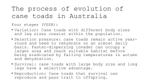 Evolution of Cane Toads in Australia