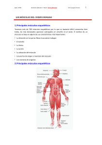 Anatom&iacute;a Aplicada: Los M&uacute;sculos del Cuerpo Humano