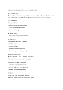 Musculoskeletal System Detailed Notes