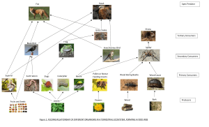 Terrestrial Ecosystem Food Web Diagram