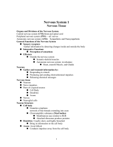 Nervous System 1: Nervous Tissue
