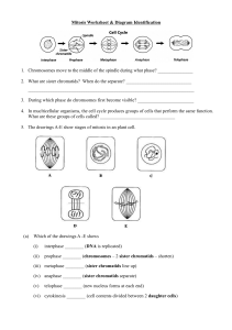 Mitosis Worksheet & Diagram Identification