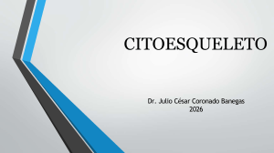 Citoesqueleto: Estructura y Funci&oacute;n Celular