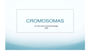 Cromosomas: Tipos, Cariotipo y Anomal&iacute;as Gen&eacute;ticas
