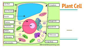 Plant Cell Diagram & Organelles