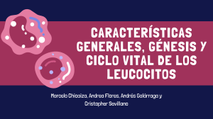 Caracter&iacute;sticas, g&eacute;nesis y ciclo vital de los leucocitos