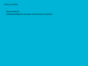 Parts of a Plant - Class 6 Science