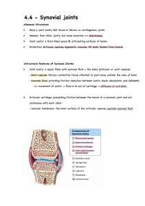 Synovial Joints: Structure, Features, and Types