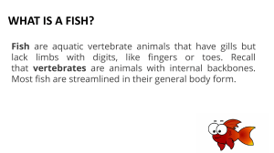 What Is a Fish? Definition, Anatomy, and Types of Fish