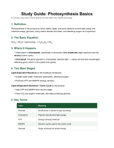 Photosynthesis Basics Study Guide