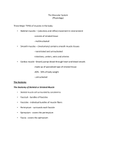 The Muscular System: Types, Anatomy, and Physiology