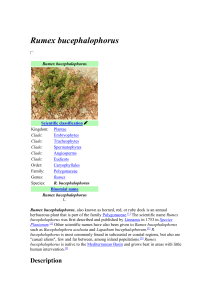 Rumex bucephalophorus: Horned Dock Plant Information
