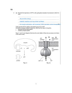 ATP Importance in Cells - Biology Worksheet