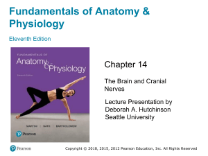 Chapter 14: The Brain and Cranial Nerves - Anatomy & Physiology