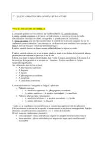 Vascularisation des amygdales palatines : art&egrave;res, veines, lymphatiques