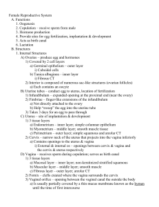Female Reproductive System: Anatomy & Functions