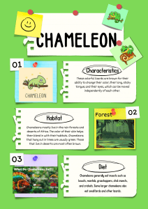 Chameleon Facts: Characteristics, Habitat, Diet