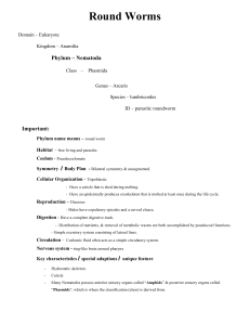 Round Worms: Nematoda Phylum Overview