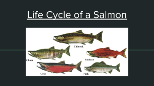 Life Cycle of a Salmon