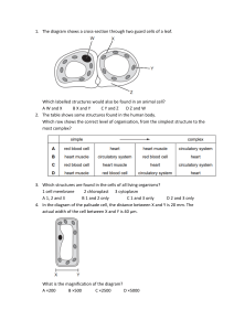 Biology Cell Structure & Magnification Questions