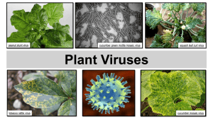 Plant Viruses: Structure, Transmission, and Management