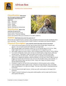 African Lion Facts: Habitat, Diet, and Behavior