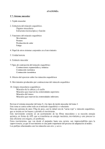 Anatom&iacute;a: Sistema Muscular
