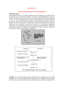 Pr&aacute;ctica 10: An&aacute;lisis Filogen&eacute;tico de Cromosomas