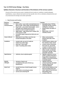 Year 12 Human Biology Key Notes: Nervous System
