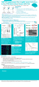 TDP-43 and UNC13A: Mechanisms in ALS and FTD