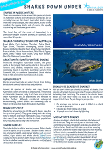Sharks Down Under: Australian Shark Species & Conservation