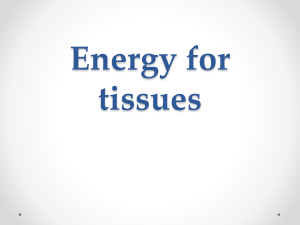 Energy for Tissues: Nutrients, Pathways, and Tissue Fuels