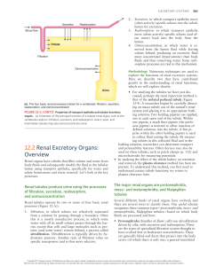 Excretory Systems: Renal Processes and Organs