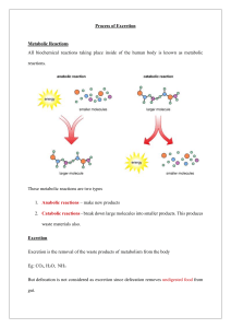 Process of Excretion: Metabolic Reactions & Urinary System