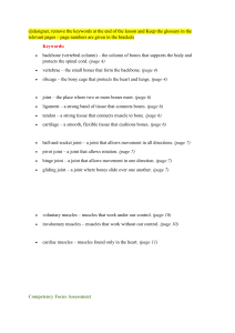 Human Skeletal System Workbook: Joints & Muscles Assessment