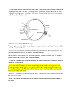 Human Eye Anatomy and Vision