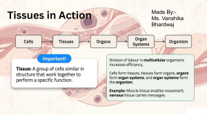 Tissues in Action: Cells to Organism