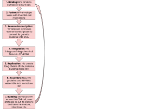 HIV Life Cycle Steps: Binding to Budding