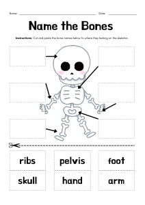 Name the Bones Worksheet