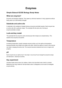 Enzymes - Edexcel IGCSE Biology Study Notes