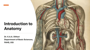 Introduction to Anatomy Lecture Notes