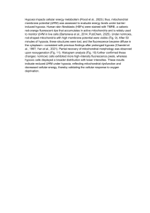 Hypoxia and Mitochondrial Membrane Potential in Human Skin Fibroblasts
