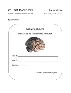 Dissection de l'enc&eacute;phale de mouton