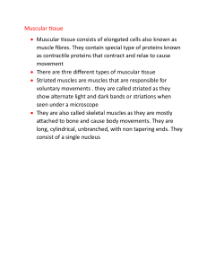 Muscular Tissue: Types and Characteristics