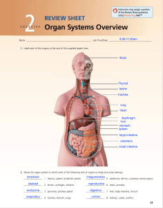 Organ Systems Overview Review Sheet
