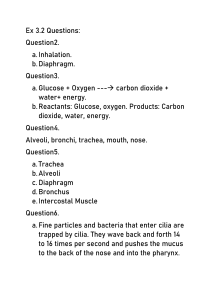 Respiratory System Exercise Questions